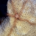 star_brittle_sponge_ep_jar_v_0044_cub2646.jpg